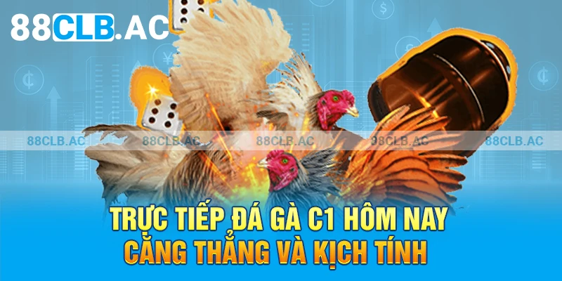 Trực tiếp đá gà C1 hôm nay căng thẳng và kịch tính 